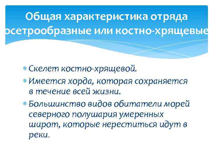 Общая характеристика отряда осетрообразные или костно-хрящевые Скелет костно-хрящевой. Имеется хорда, которая сохраняется в течение