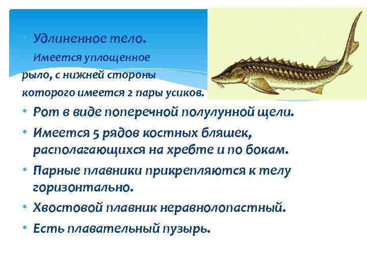  • Удлиненное тело. • Имеется уплощенное рыло, с нижней стороны которого имеется 2