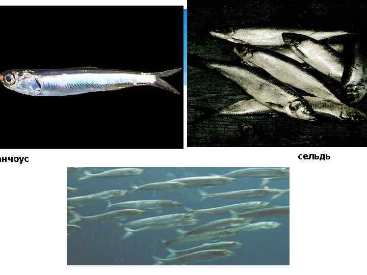 анчоус сельдь 