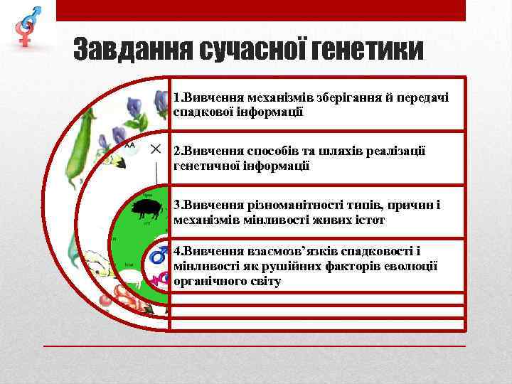 Завдання сучасної генетики 1. Вивчення механізмів зберігання й передачі спадкової інформації 2. Вивчення способів