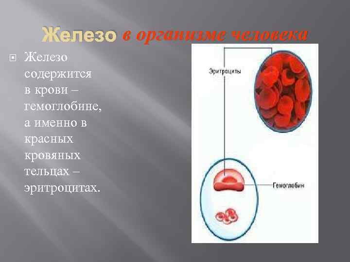 Железо в организме человека Железо содержится в крови – гемоглобине, а именно в красных