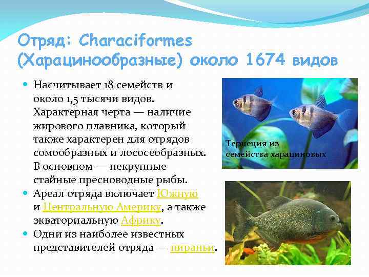 Отряд: Characiformes (Харацинообразные) около 1674 видов Насчитывает 18 семейств и около 1, 5 тысячи