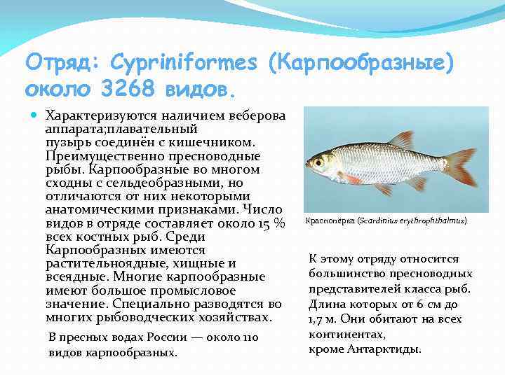 Какой системе органов рыб относится плавательный пузырь