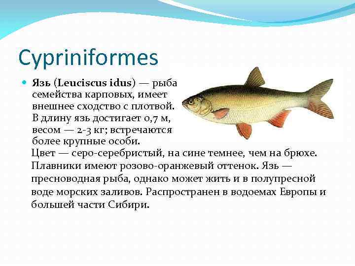 Семейство карповых. Рыба семейства карповых. Семейство карповых рыб список. Пресноводная рыба семейства карповых. Семейство карповых рыб язь.