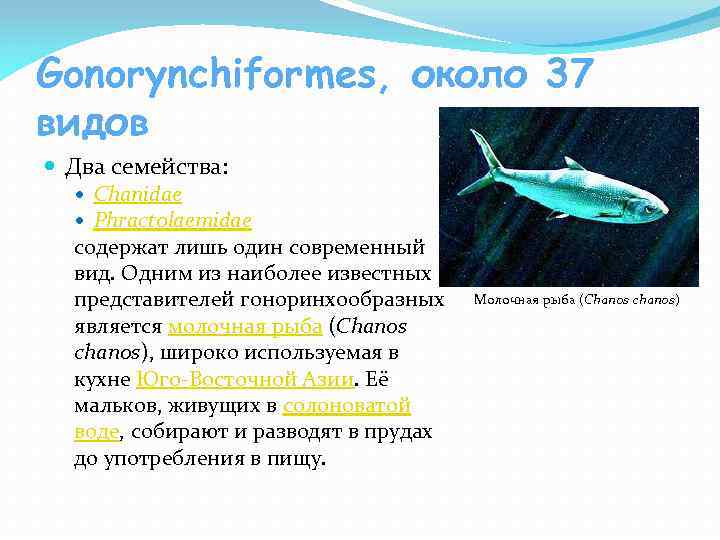 Gonorynchiformes, около 37 видов Два семейства: Chanidae Phractolaemidae содержат лишь один современный вид. Одним