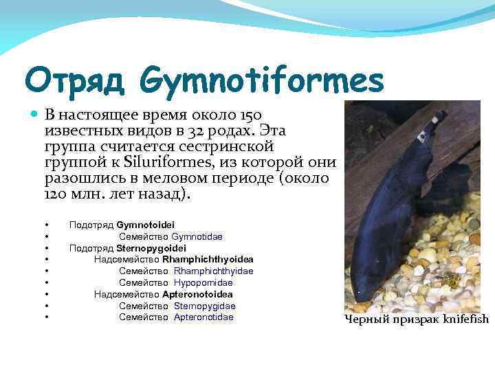 Отряд Gymnotiformes В настоящее время около 150 известных видов в 32 родах. Эта группа