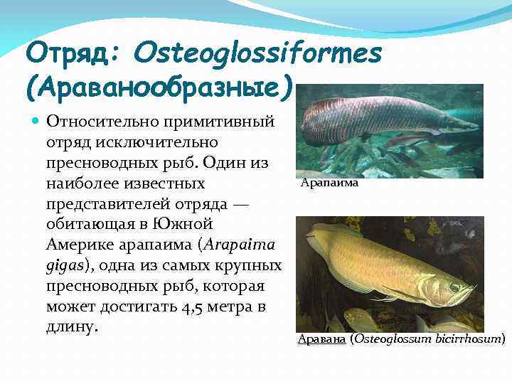 Отряд: Osteoglossiformes (Араванообразные) Относительно примитивный отряд исключительно пресноводных рыб. Один из наиболее известных представителей