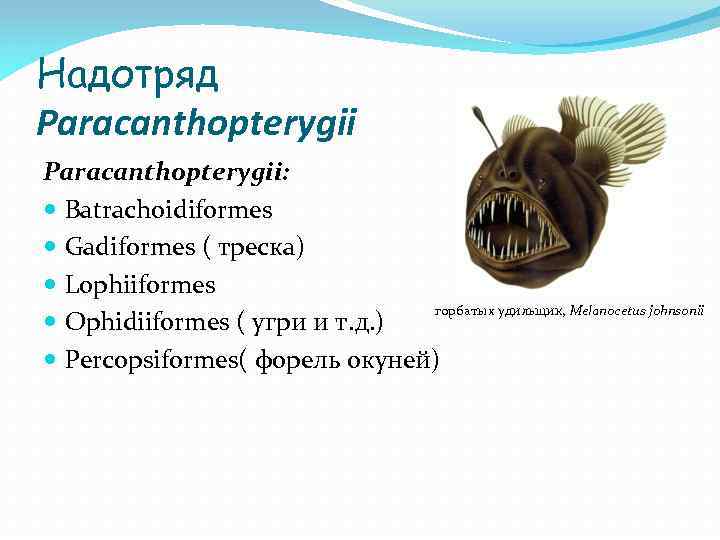 Надотряд Paracanthopterygii: Batrachoidiformes Gadiformes ( треска) Lophiiformes горбатых удильщик, Melanocetus johnsonii Ophidiiformes ( угри