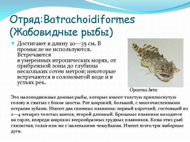 Отряд: Batrachoidiformes (Жабовидные рыбы) Достигают в длину 20— 35 см. В промысле не используются.