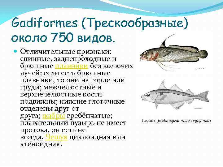 Окраска рыбы на брюшной и спинной. Отряд тресковые характеристика. Трескообразные характерные признаки. Особенности строения трескообразных рыб. Трескообразные общая характеристика.