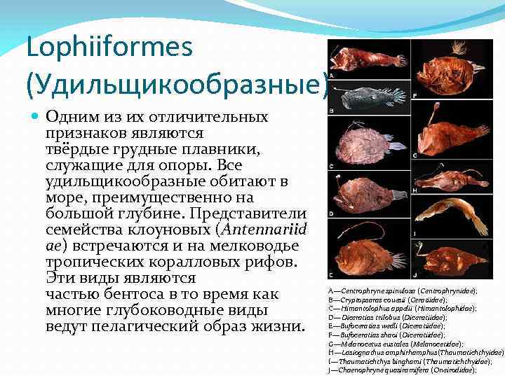 Lophiiformes (Удильщикообразные) Одним из их отличительных признаков являются твёрдые грудные плавники, служащие для опоры.