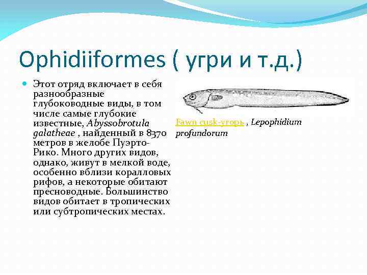 Ophidiiformes ( угри и т. д. ) Этот отряд включает в себя разнообразные глубоководные