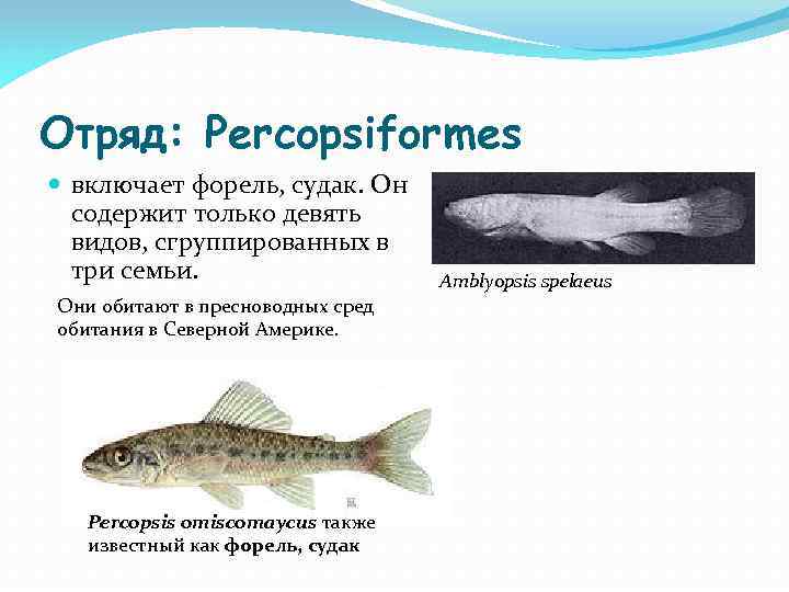 Отряд: Percopsiformes включает форель, судак. Он содержит только девять видов, сгруппированных в три семьи.