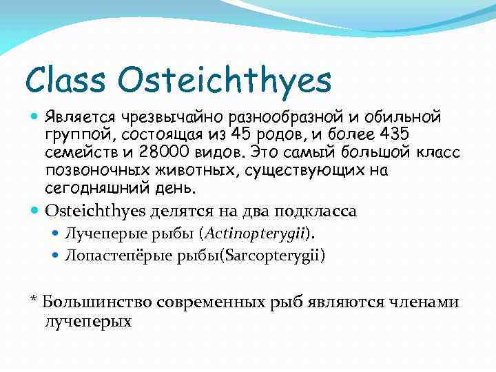 Class Osteichthyes Является чрезвычайно разнообразной и обильной группой, состоящая из 45 родов, и более