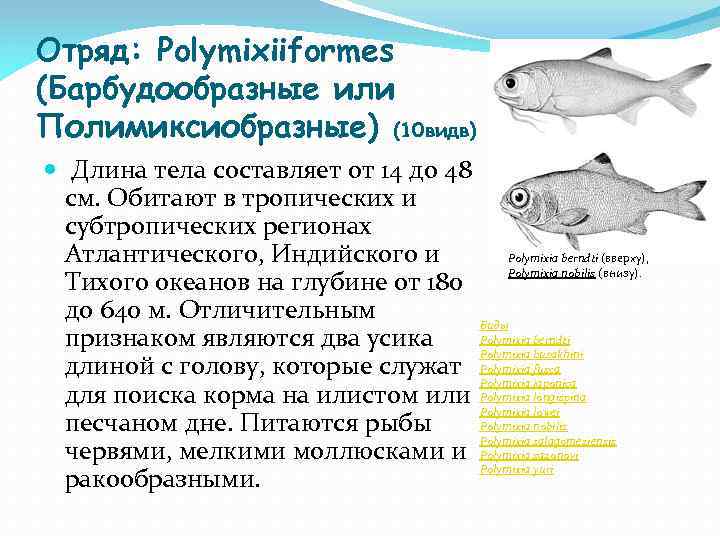 Отряд: Polymixiiformes (Барбудообразные или Полимиксиобразные) (10 видв) Длина тела составляет от 14 до 48