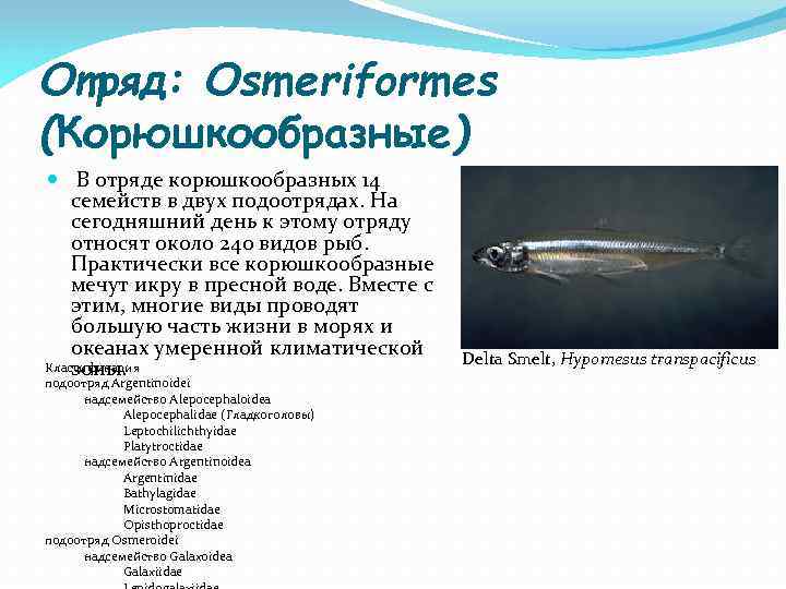 Отряд: Osmeriformes (Корюшкообразные) В отряде корюшкообразных 14 семейств в двух подоотрядах. На сегодняшний день