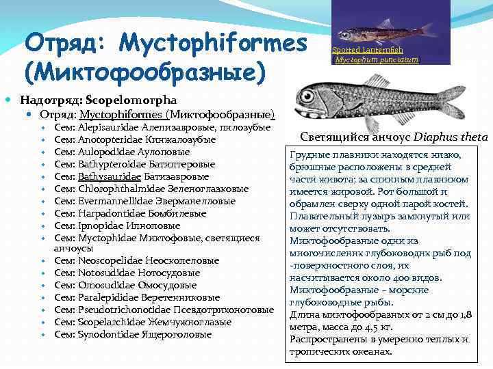 Отряд: Myctophiformes (Миктофообразные) Spotted Lanternfish (Myctophum punctatum) Надотряд: Scopelomorpha Отряд: Myctophiformes (Миктофообразные) Сем: Alepisauridae