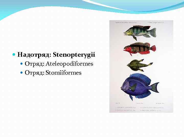  Надотряд: Stenopterygii Отряд: Ateleopodiformes Отряд: Stomiiformes 