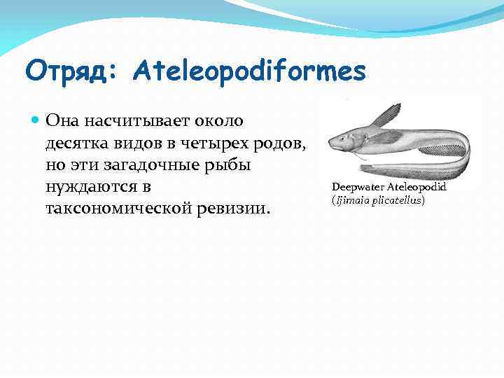 Отряд: Ateleopodiformes Она насчитывает около десятка видов в четырех родов, но эти загадочные рыбы