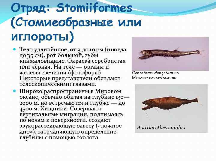 Отряд: Stomiiformes (Стомиеобразные или иглороты) Тело удлинённое, от 3 до 10 см (иногда до