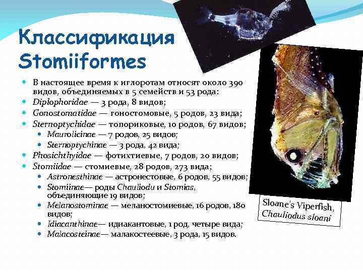 Классификация Stomiiformes В настоящее время к иглоротам относят около 390 видов, объединяемых в 5