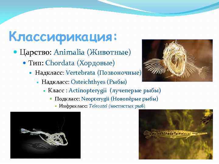 Классификация: Царство: Animalia (Животные) Тип: Chordata (Хордовые) Надкласс: Vertebrata (Позвоночные) Надкласс: Osteichthyes (Рыбы) Класс