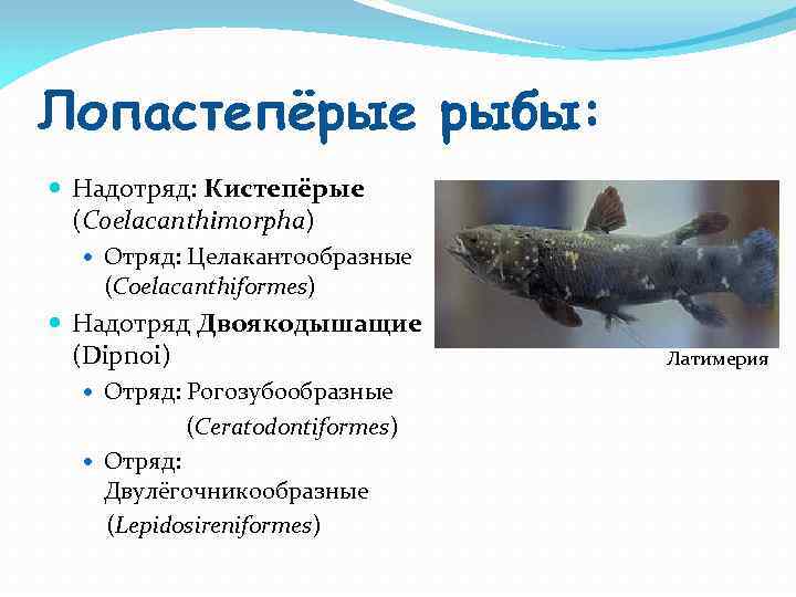 Лопастепёрые рыбы: Надотряд: Кистепёрые (Coelacanthimorpha) Отряд: Целакантообразные (Coelacanthiformes) Надотряд Двоякодышащие (Dipnoi) Отряд: Рогозубообразные (Ceratodontiformes)