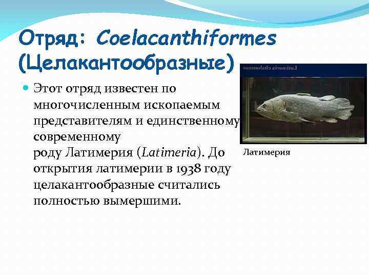 Отряд: Coelacanthiformes (Целакантообразные) Этот отряд известен по многочисленным ископаемым представителям и единственному современному роду