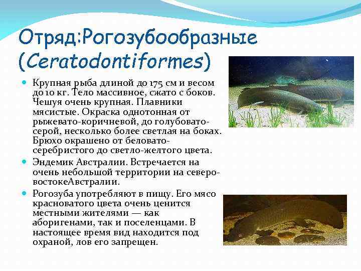 Отряд: Рогозубообразные (Ceratodontiformes) Крупная рыба длиной до 175 см и весом до 10 кг.