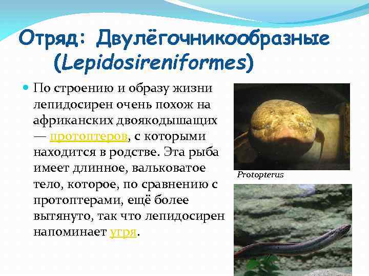 Отряд: Двулёгочникообразные (Lepidosireniformes) По строению и образу жизни лепидосирен очень похож на африканских двоякодышащих