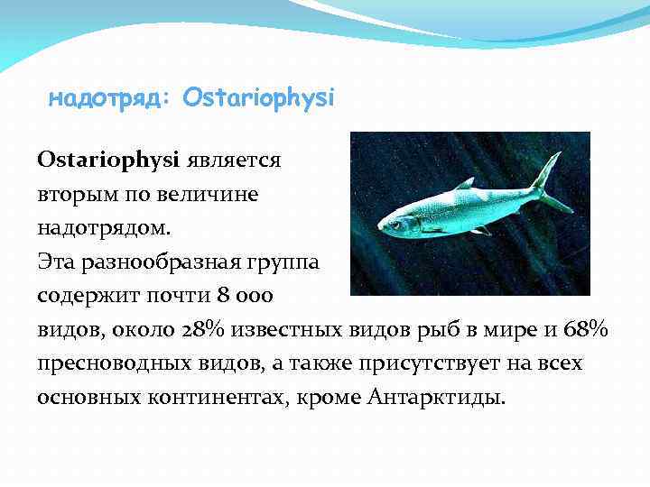  надотряд: Ostariophysi является вторым по величине надотрядом. Эта разнообразная группа содержит почти 8