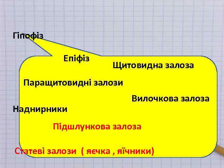 Гіпофіз Епіфіз Щитовидна залоза Паращитовидні залози Наднирники Вилочкова залоза Підшлункова залоза Статеві залози (