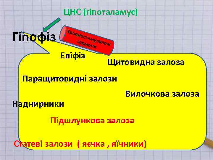ЦНС (гіпоталамус) Гіпофіз Троп ност и горм мулююч і они Епіфіз Щитовидна залоза Паращитовидні