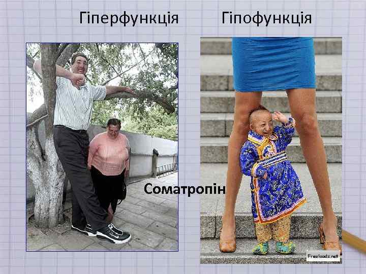 Гіперфункція Гіпофункція Соматропін 