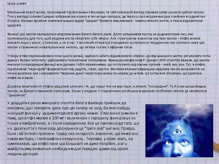 Щось цікаве Маленький виріст мозку, прихований під великими півкулями, за свій зовнішній вигляд отримав