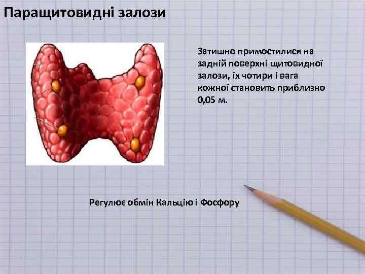 Паращитовидні залози Затишно примостилися на задній поверхні щитовидної залози, їх чотири і вага кожної