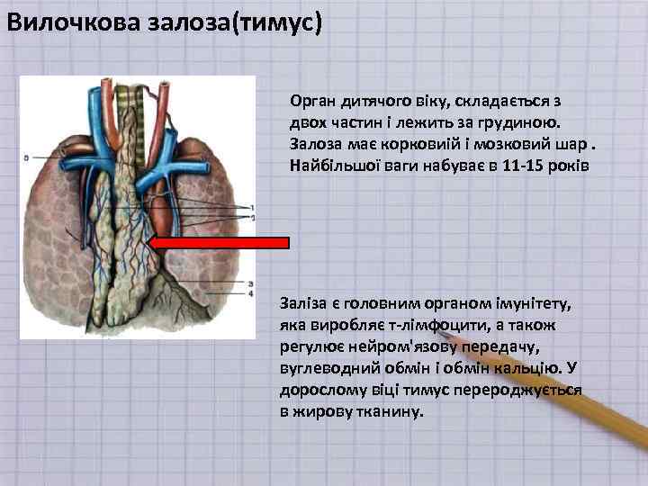 Вилочкова залоза(тимус) Орган дитячого віку, складається з двох частин і лежить за грудиною. Залоза