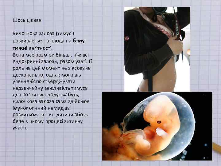 Щось цікаве Вилочкова залоза (тимус ) розвивається в плода на 6 -му тижні вагітності.