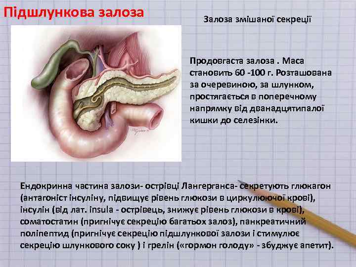 Підшлункова залоза Залоза змішаної секреції Продовгаста залоза. Маса становить 60 -100 г. Розташована за