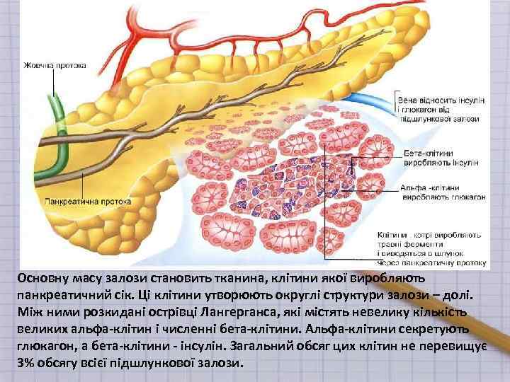 Основну масу залози становить тканина, клітини якої виробляють панкреатичний сік. Ці клітини утворюють округлі