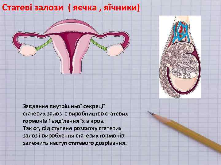 Статеві залози ( яєчка , яїчники) Завдання внутрішньої секреції статевих залоз є виробництво статевих