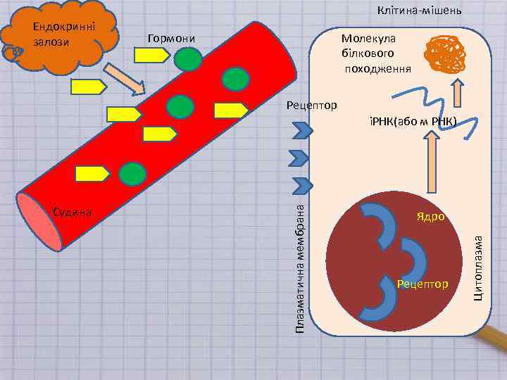 Клітина-мішень Ендокринні залози Молекула білкового походження Гормони Рецептор Ядро Рецептор Цитоплазма Судина Плазматична мембрана