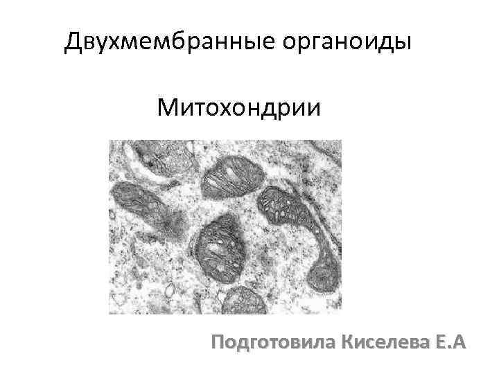 Двухмембранные органоиды Митохондрии Подготовила Киселева Е. А 