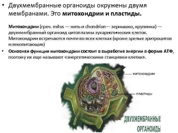  • Двухмембранные органоиды окружены двумя мембранами. Это митохондрии и пластиды. Митохондрии (греч. mítos