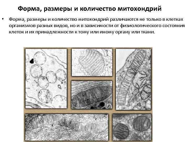Форма, размеры и количество митохондрий • Форма, размеры и количество митохондрий различаются не только