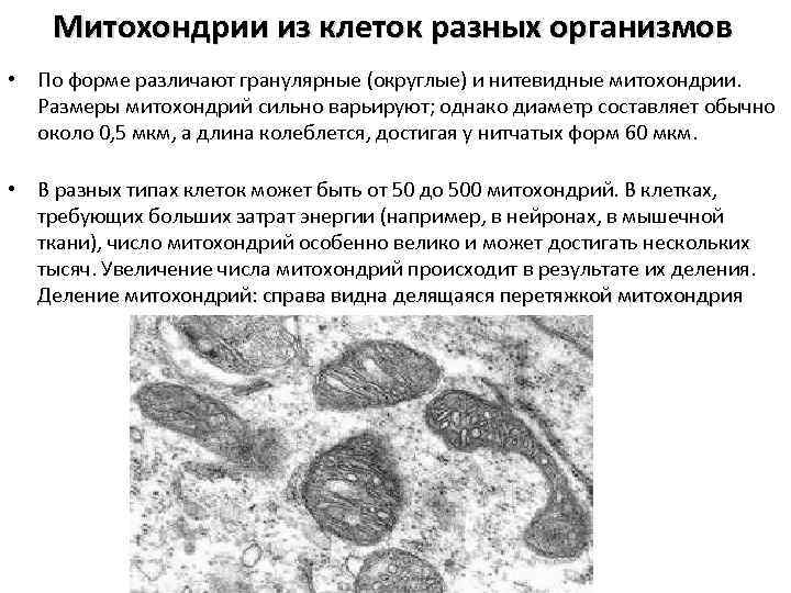 Митохондрии из клеток разных организмов • По форме различают гранулярные (округлые) и нитевидные митохондрии.