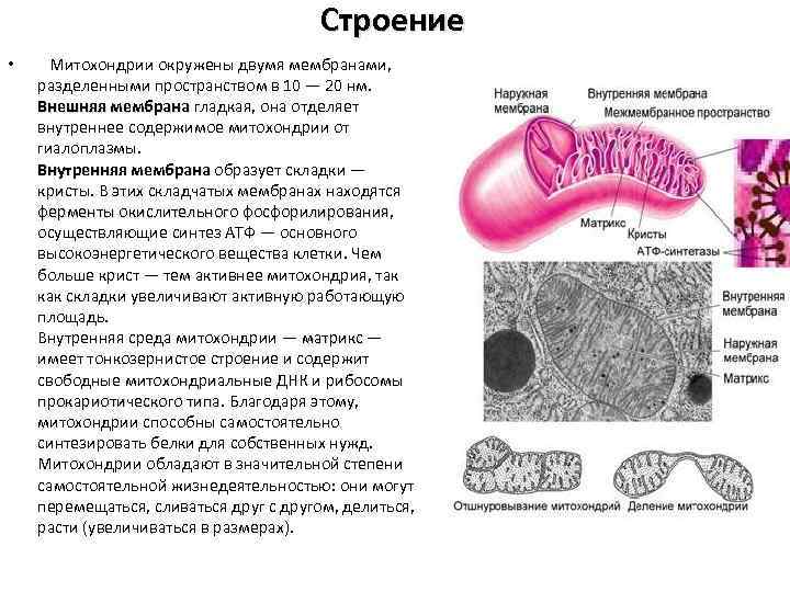 Строение • Митохондрии окружены двумя мембранами, разделенными пространством в 10 — 20 нм. Внешняя