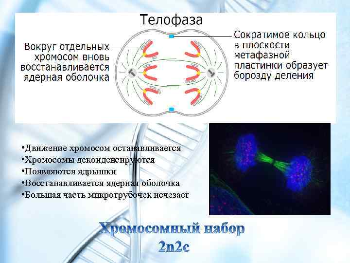  • Движение хромосом останавливается • Хромосомы деконденсируются • Появляются ядрышки • Восстанавливается ядерная