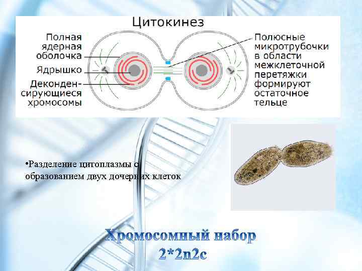  • Разделение цитоплазмы с образованием двух дочерних клеток 