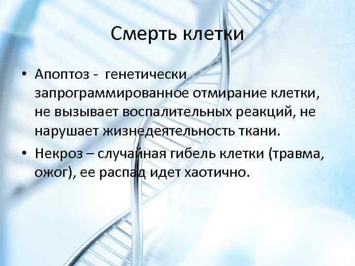 Смерть клетки • Апоптоз - генетически запрограммированное отмирание клетки, не вызывает воспалительных реакций, не